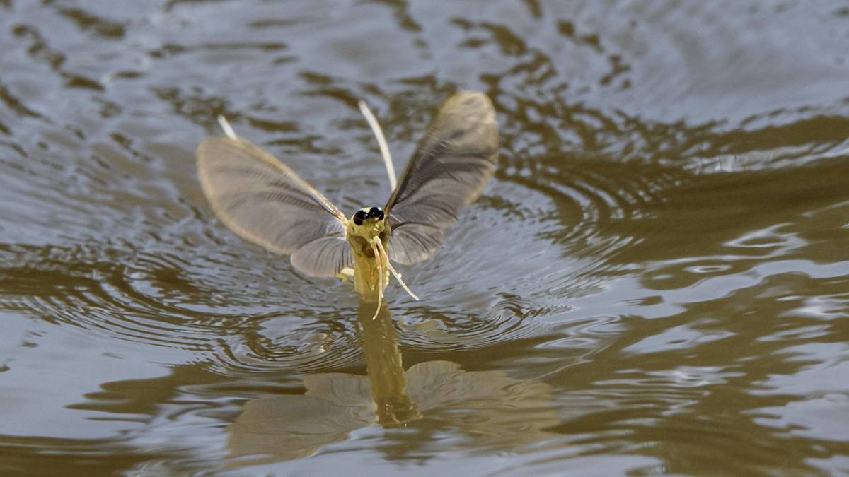 Rendőrség: megkezdődött a Tisza virágzása, tilos a védett állatok élő vagy elhullott példányainak gyűjtése