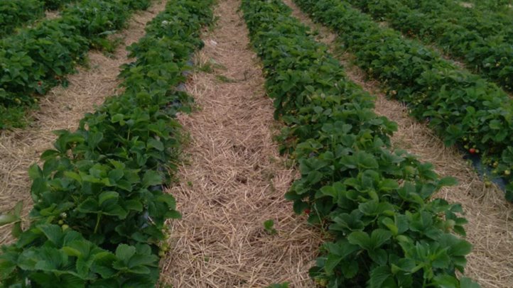 A szamóca szabadföldön és fóliás termesztésben is egyre nagyobb szerepet kap