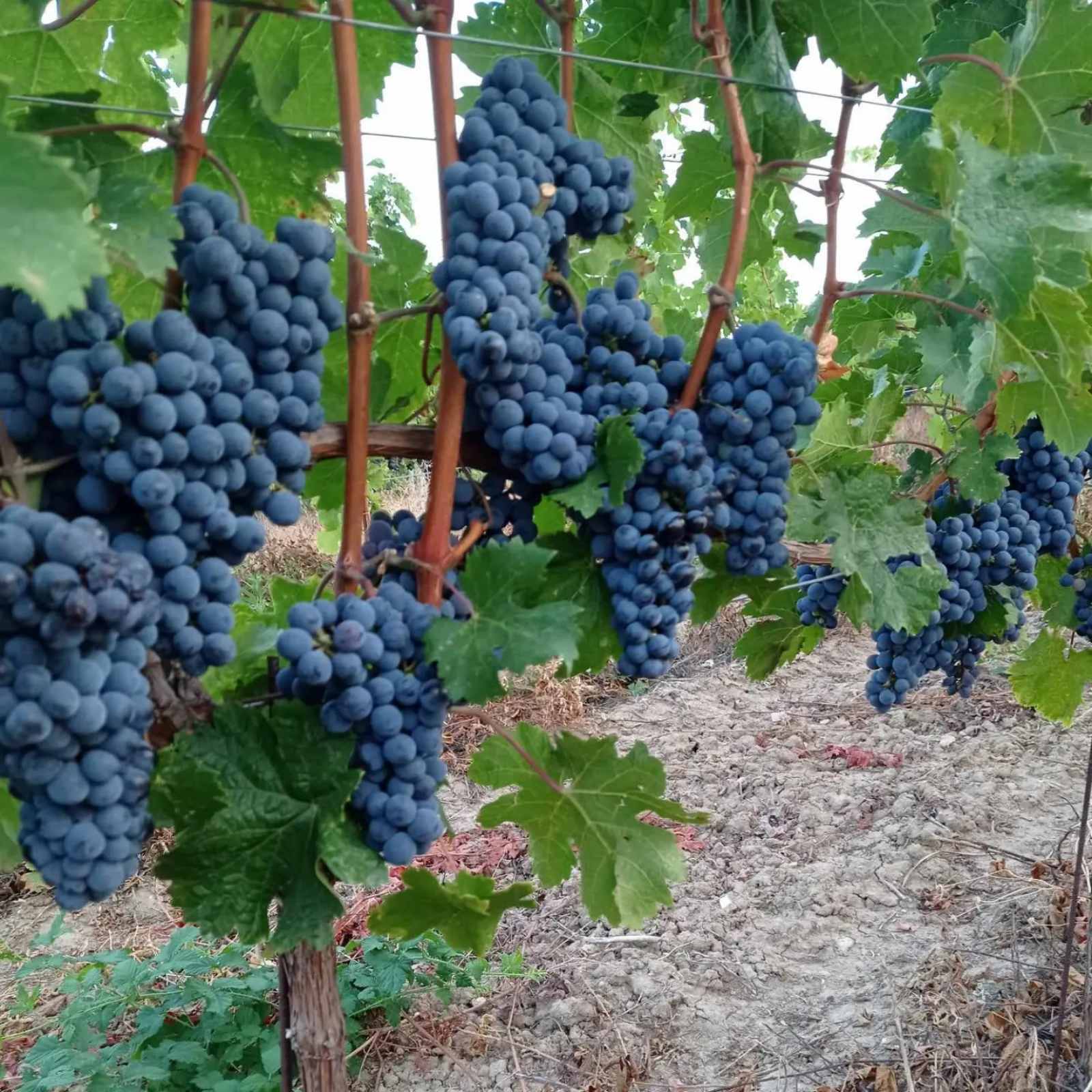 Új telepítéskor érdemes a régi, hagyományos fajtákat előnyben részesíteni