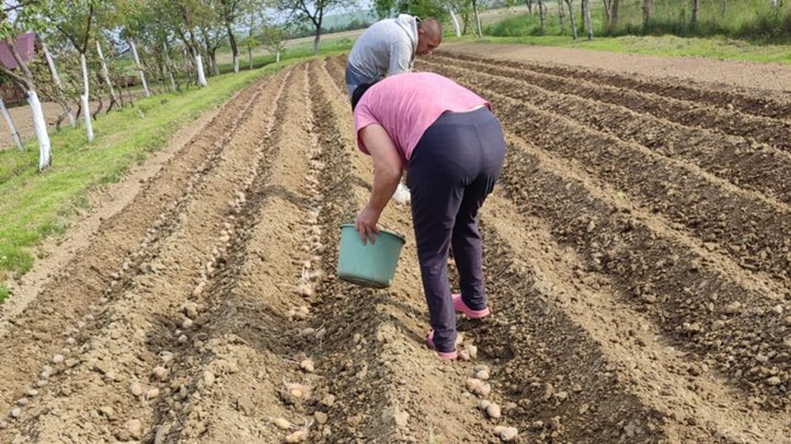 Továbbra is jelentős haszonnal kecsegtet az újburgonya 