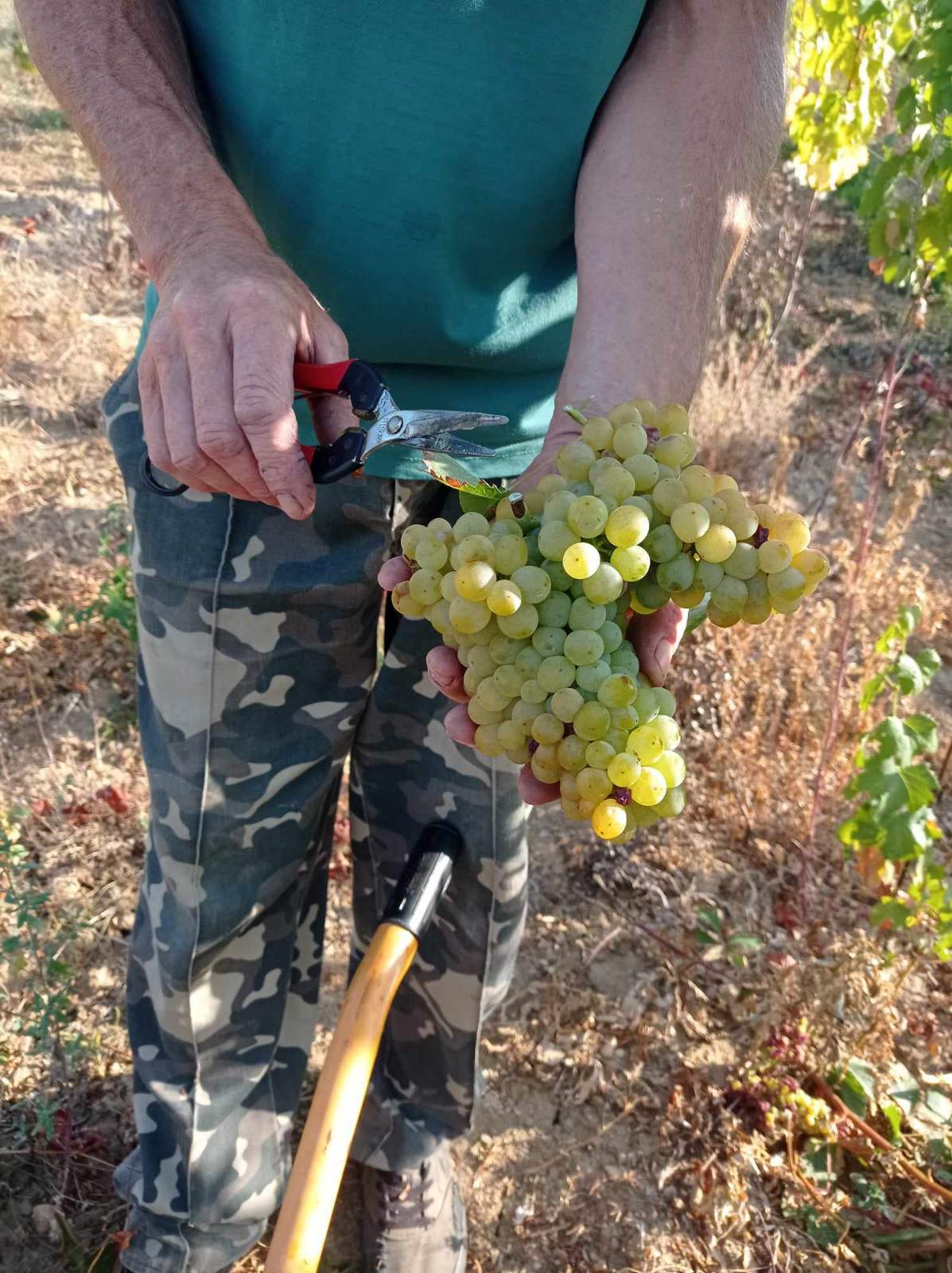 Új telepítéskor érdemes a régi, hagyományos fajtákat előnyben részesíteni