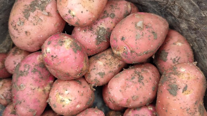 Egyre több perspektivikus burgonyafajta kerül a köztermesztésbe 