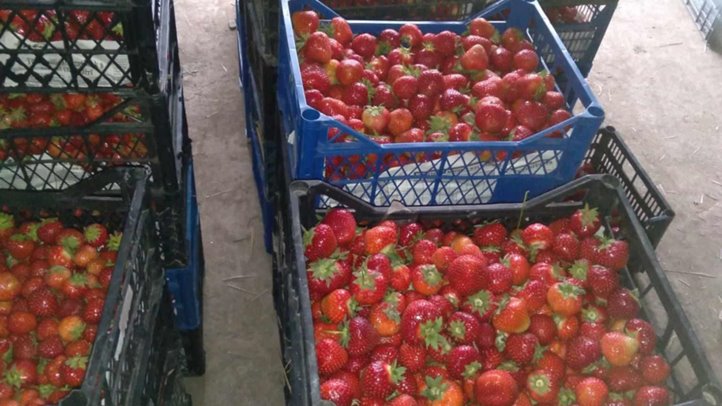 A szamóca szabadföldön és fóliás termesztésben is egyre nagyobb szerepet kap. Fotó: Kárpátinfó/ Kovács Elemér