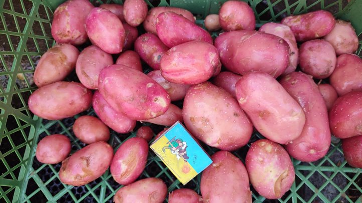 Egyre több perspektivikus burgonyafajta kerül a köztermesztésbe 