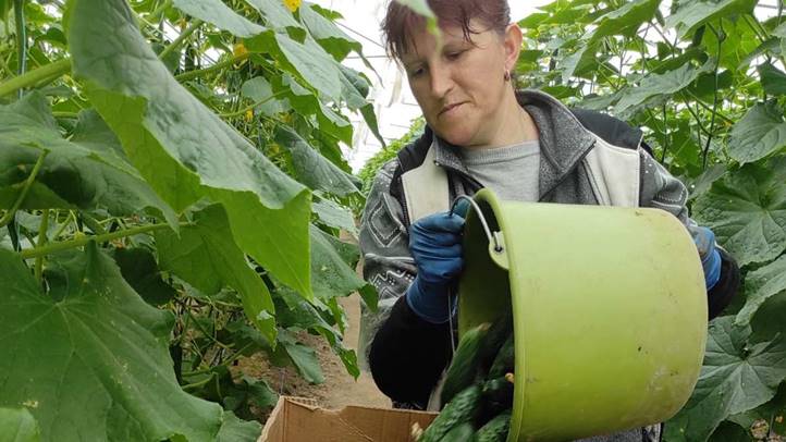 A fóliaházakat már a következő idényre készítik elő - Felemásra sikeredett az őszi forduló. Fotó: Kárpátinfó/ Kovács Elemér