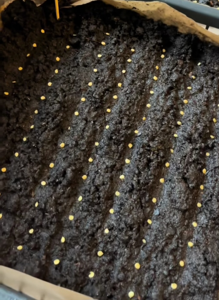 Palántázzunk együtt