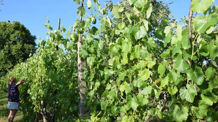 Szőlőtermesztés – 2025 - Hajtásválogatás, fürtritkítás, tőketerhelés. Fotó: Kárpátinfó/ Kovács Elemér  
