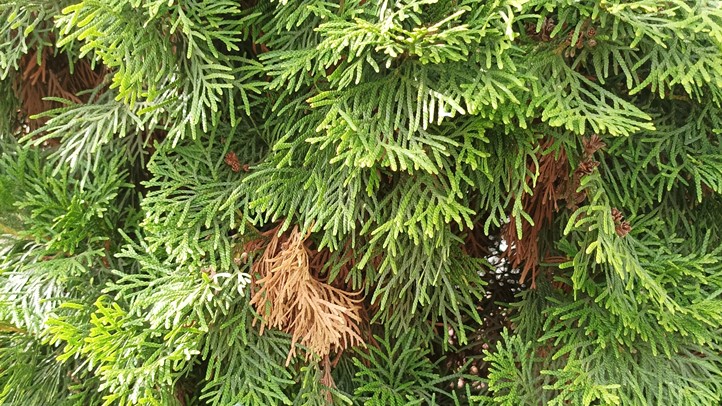 Rendszeres öntözés nélkül nem megy - Barna foltok a tuján. Mi lehet az oka?