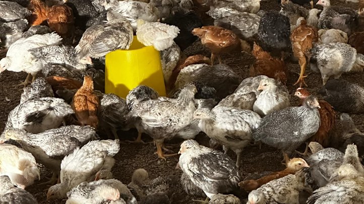 Elrajtolt a csibeszezon - Kedvező időjárásra várva