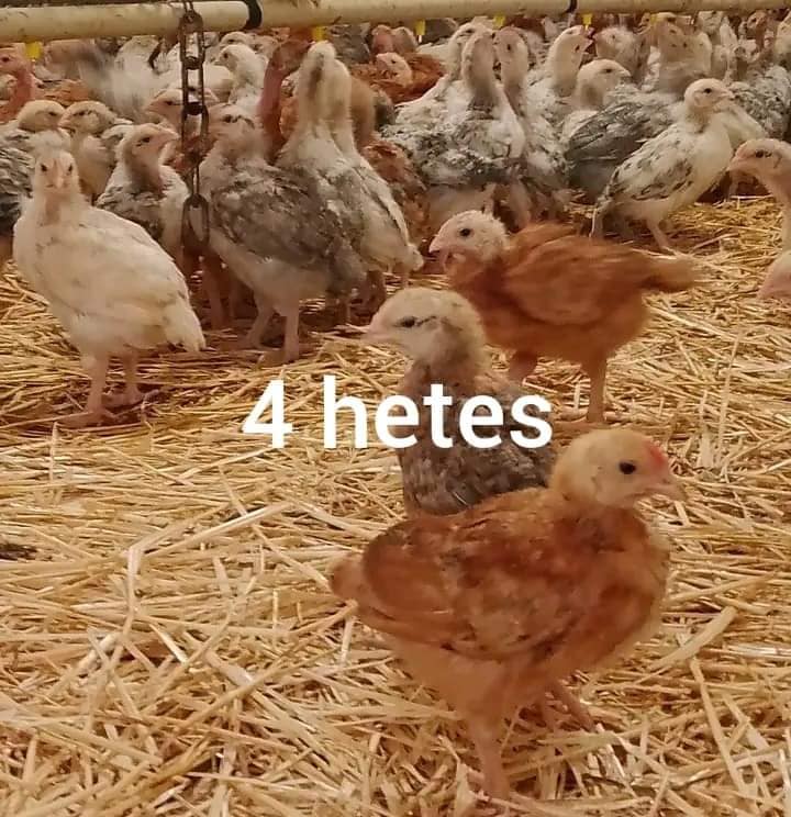 Elrajtolt a csibeszezon - Kedvező időjárásra várva