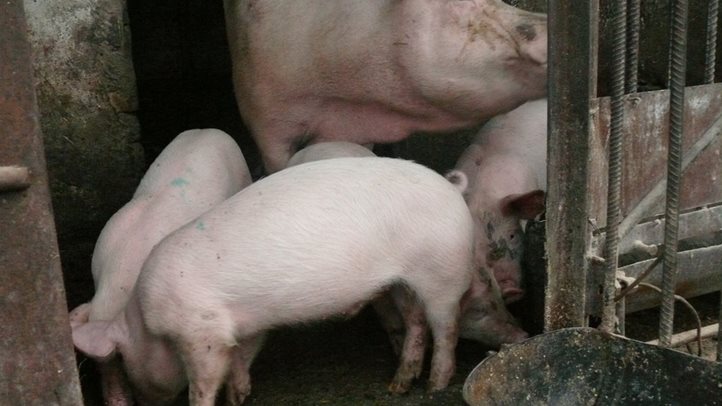 Házunk táján - Olcsóbb a malac, a hízó. Fotó: Kárpátinfó/ Kovács Elemér