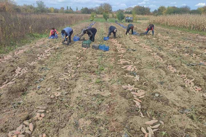 Batátatermesztés – 2025 - Közepes hozamok, bizakodó termelők. Fotó: Kárpátinfó/ Kovács Elemér