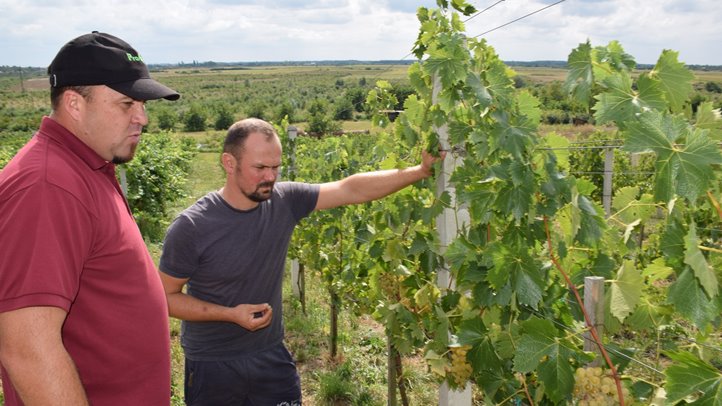Félidejéhez érkezett a csemegeszőlő szezonja - A tavalyihoz hasonló árakat tapasztalunk. Fotó: Kárpátinfo/Kovács Elemér