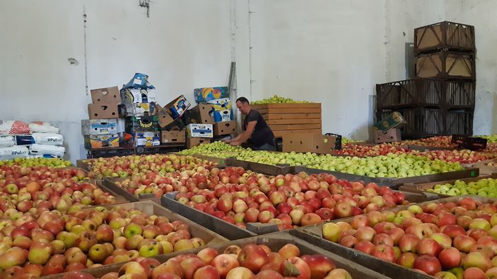 Kedvezően alakul az almaértékesítési szezon - Szerencsés fajtaválasztás, hatékony növényvédelem. Fotó: Kárpátinfó/ Kovács Elemér