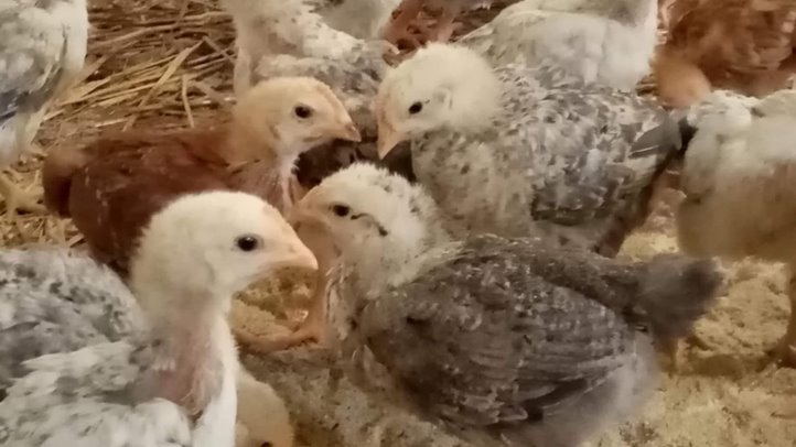 Elkezdődött a csibeszezon - Sokaknál a koraiság a döntő. Fotó: Kárpátinfó/ Kovács Elemér