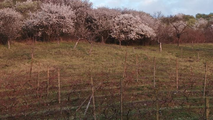 Virágba borult a hegyoldal. Fotó: Kárpátinfó/ Kovács Elemér