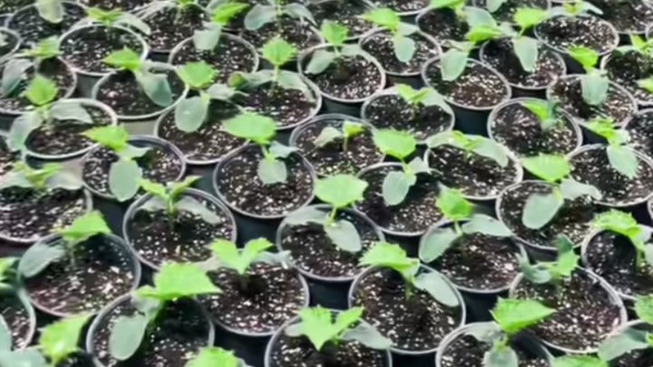 Palántázzunk együtt