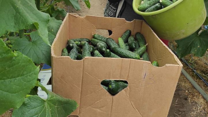Fóliaházi uborkatermesztés: pulton az első tételek - Jelenleg a hónapos retek a menő. Fotó: Kárpátinfó/ Kovács Elemér