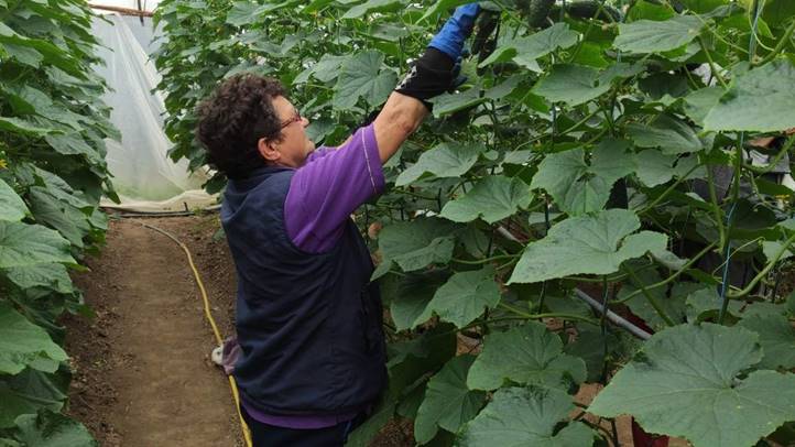 A fóliaházakat már a következő idényre készítik elő - Felemásra sikeredett az őszi forduló. Fotó: Kárpátinfó/ Kovács Elemér