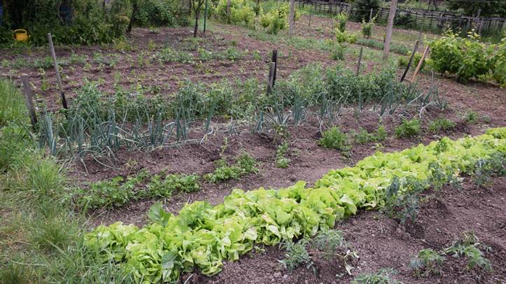 Meteorológia 2024: május - Kaptunk elég aranyat érő esőt. Fotó: Kárpátinfo/Kovács Elemér