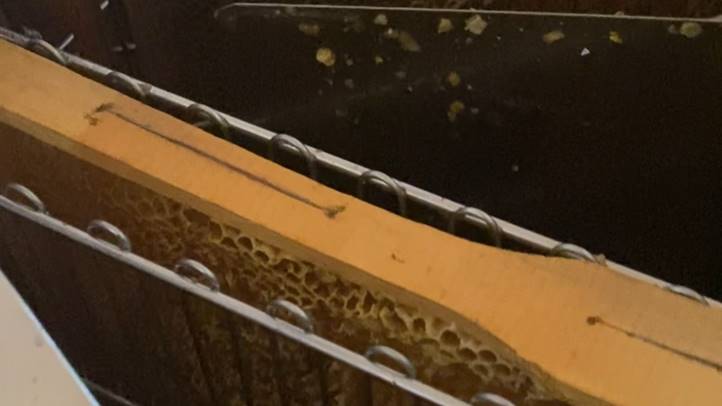 Méhészet: jól fizet az akác - Vevő kerestetik. Fotó: Kárpátinfo/Kovács Elemér