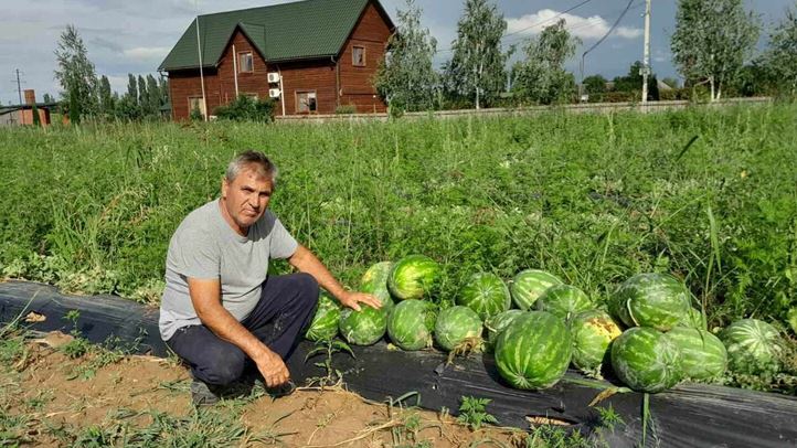 Végéhez közeledik a dinnyeszezon - Sikerek és csalódások