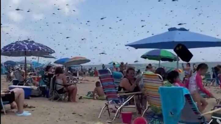 Hatalmas szitakötőraj lepte el a strandot az Egyesült Államokban
