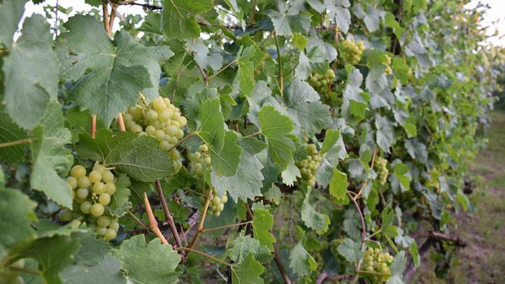 Megjelent az itthoni fóliás csemegeszőlő - A szabadföldire bő hetet még várni kell. Fotó: Kárpátinfo/ Kovács Elemér