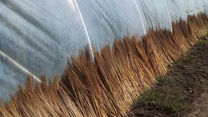 Befejezéshez közeledik a cirok betakarítása - Nagyobb haszonban reménykednek a gazdák. Fotó: Kárpátinfo/Kovács Elemér