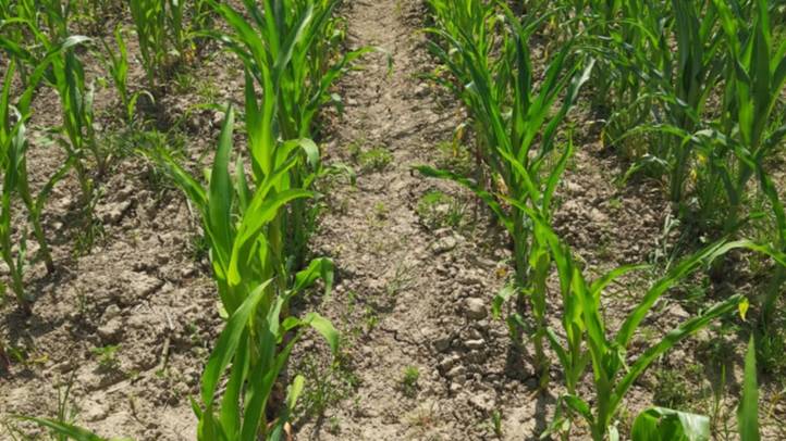 Agrárium – 2025 - Ungvidéken is az aszály jelenti a legnagyobb gondot. Fotó: Kárpátinfó/ Kovács Elemér