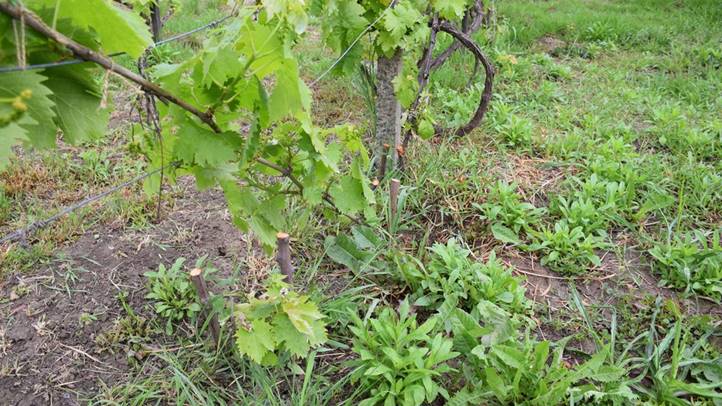 Kártétel fűkaszával - A szőlő kapásnövény! Fotó: Kárpátinfo/ Kovács Elemér