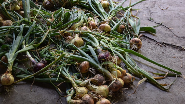 A vöröshagyma betakarítása - Hol vágjuk le a gumók szárát? Fotó: Kárpátinfo/Kovács Elemér