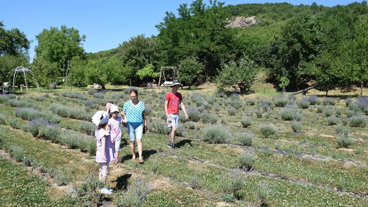 Nagycsaládos kirándulás a beregardai hegyen - Hív a levendulamező! Fotó: Kárpátinfó/ Kovács Elemér