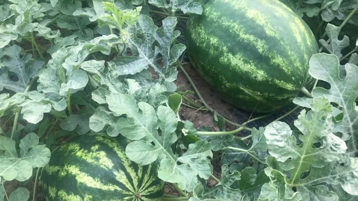 Évértékelő a Pro Agricultura Carpatika falugazdászaival - Mit hozhat az idei, 2025-ös esztendő? Fotó: Kárpátinfó/ Kovács Elemér