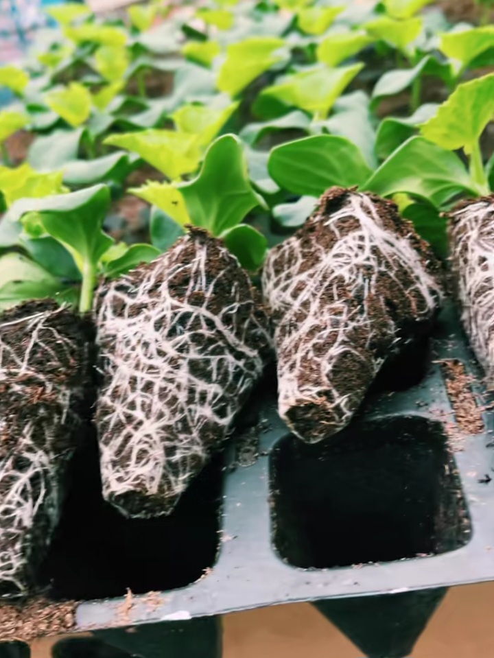 Palántázzunk együtt