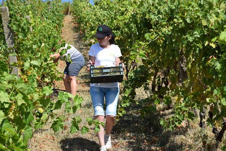 Elkezdődött a korai borszőlők betakarítása - Kisebb hozamok, jobb minőség. Fotó: Kárpátinfó/ Kovács Elemér