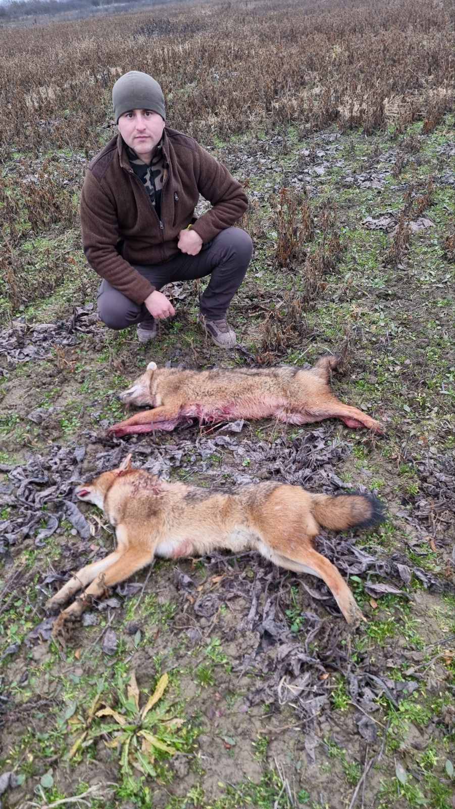  Túlszaporodott a rókaállomány. Fotó: Kárpátinfó/ Kovács Elemér