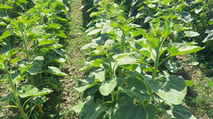 Agrárium – 2025 - Ungvidéken is az aszály jelenti a legnagyobb gondot. Fotó: Kárpátinfó/ Kovács Elemér