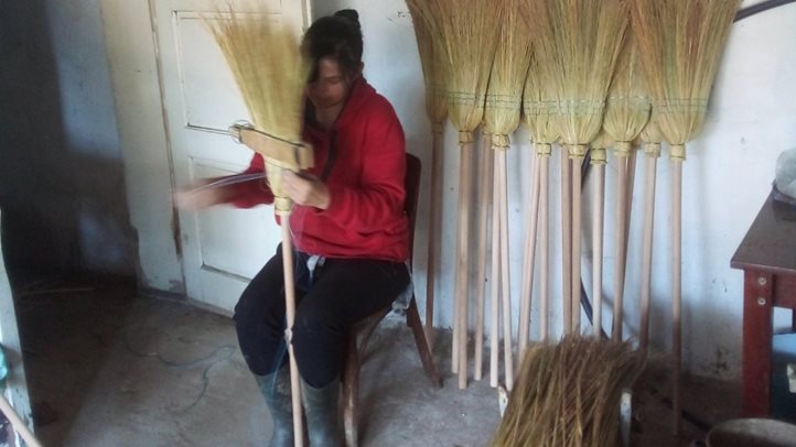 Befejezéshez közeledik a cirok betakarítása - Nagyobb haszonban reménykednek a gazdák. Fotó: Kárpátinfo/Kovács Elemér