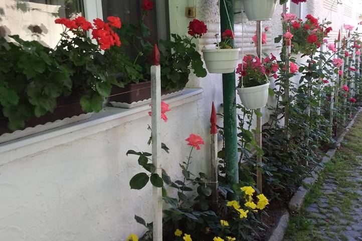 Az öntözést meghálálják növényeink. Fotó: Kárpátinfó/ Kovács Elemér