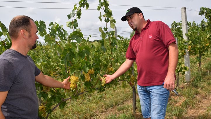 Félidejéhez érkezett a csemegeszőlő szezonja - A tavalyihoz hasonló árakat tapasztalunk. Fotó: Kárpátinfo/Kovács Elemér