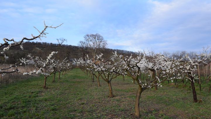 Szilvafák márciusi virágpompában. Fotó: Kárpátinfó/ Kovács Elemér