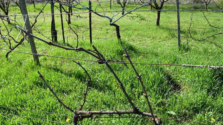 Fagykárt szenvedett a korai csemegeszőlő - Benében az őszibaracktermés jelentős része odaveszett. Fotó: Kárpátinfó/ Kovács Elemér