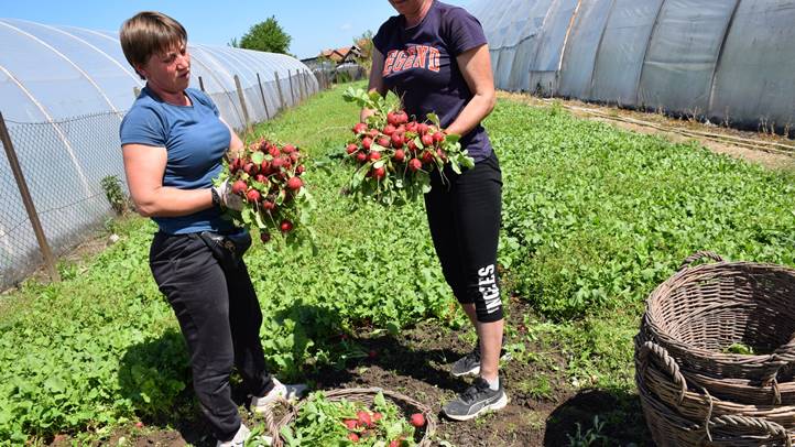 Változó trendek a zöldségpiacon - A retek mindent kibír. Fotó: Kárpátinfó/ Kovács Elemér