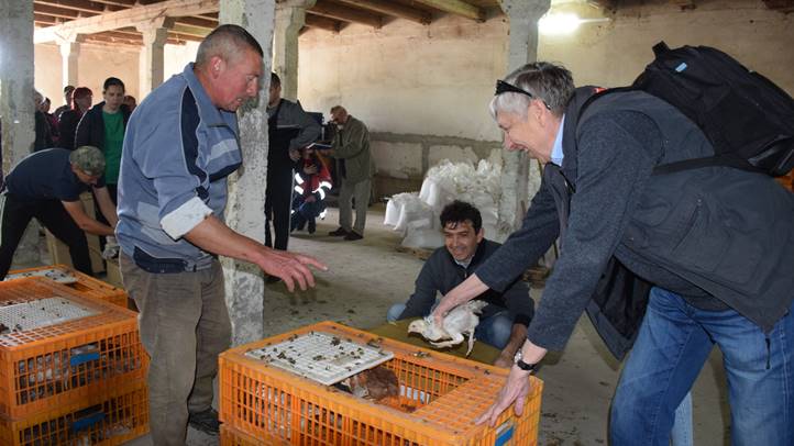 Önfenntartó nagycsalád - Előnevelt csirkéhez jutott a KMNE 400 tagcsaládja. Fotó: Kárpátinfó/ Kovács Elemér
