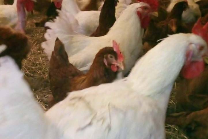 Előnevelt csibét tessék! – A kettős hasznosítású a nyerő