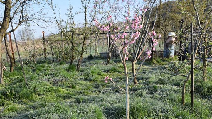 Hatalmas a fagykár gyümölcsöseinkben - Oda a barack- és a szilvatermés jelentős része. Fotó: Kárpátinfó/ Kovács Elemér