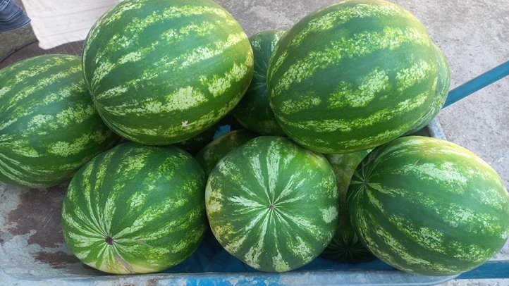 Évértékelő a Pro Agricultura Carpatika falugazdászaival - Mit hozhat az idei, 2025-ös esztendő? Fotó: Kárpátinfó/ Kovács Elemér