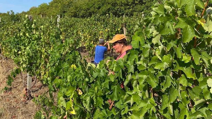 Szőlőtermesztés 2024 – Kihívások és válaszok - Előtérben az okszerű növényvédelem. Fotó: Kárpátinfó/ Kovács Elemér
