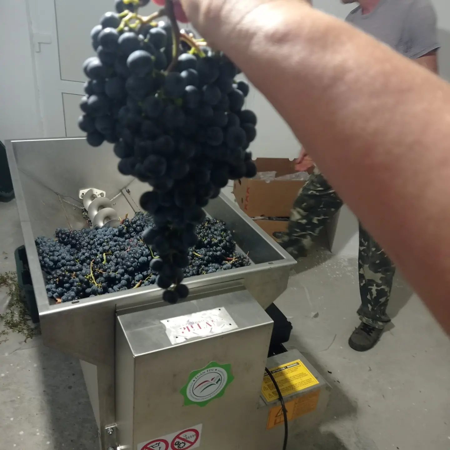 Szőlőtermesztés 2024 – Kihívások és válaszok - Előtérben az okszerű növényvédelem. Fotó: Kárpátinfó/ Kovács Elemér